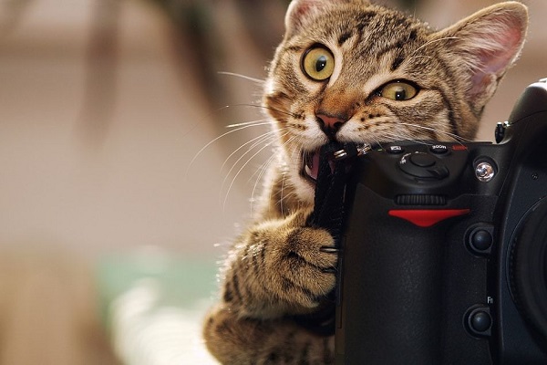 gatto che agguanta macchina fotografica