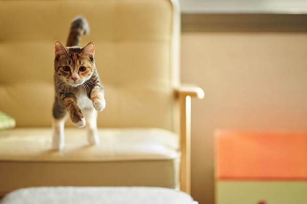 gatto che salta