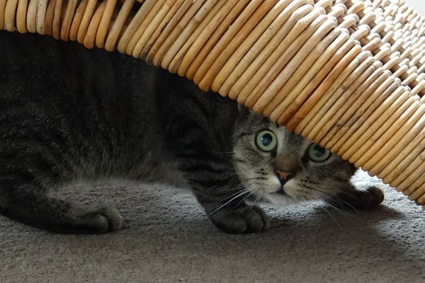 gatto sotto il divano