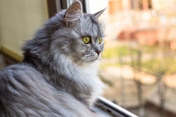 gatto guarda alla finestra