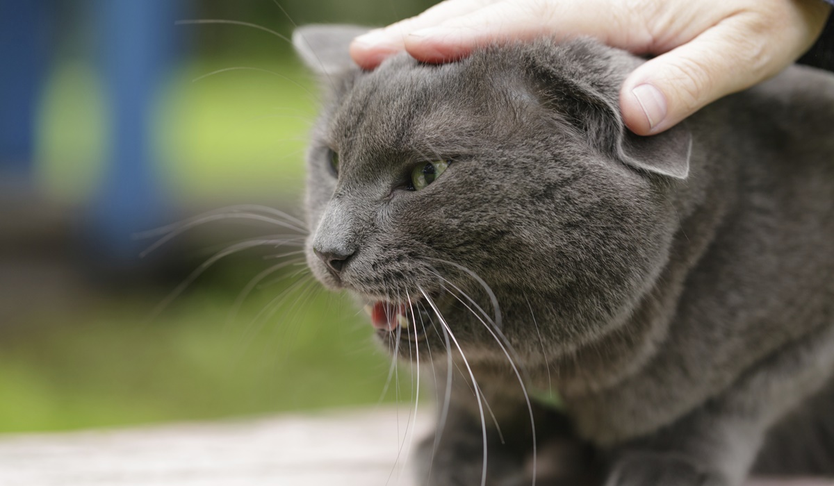 gatto che miagola perché non vuole le carezze