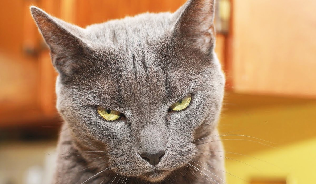 gatto con il pelo grigio e gli occhi gialli