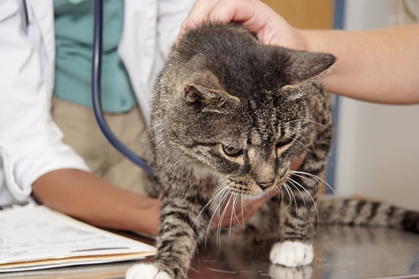 veterinario visita un gatto