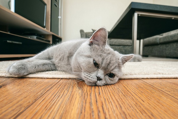 gatto disteso sul pavimento