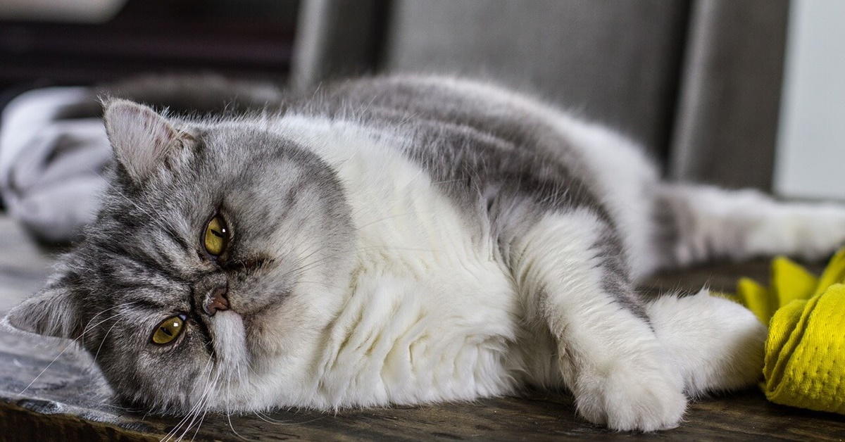 Gatto poco vivace: cosa sta succedendo a Micio? Ecco perché è giù di corda