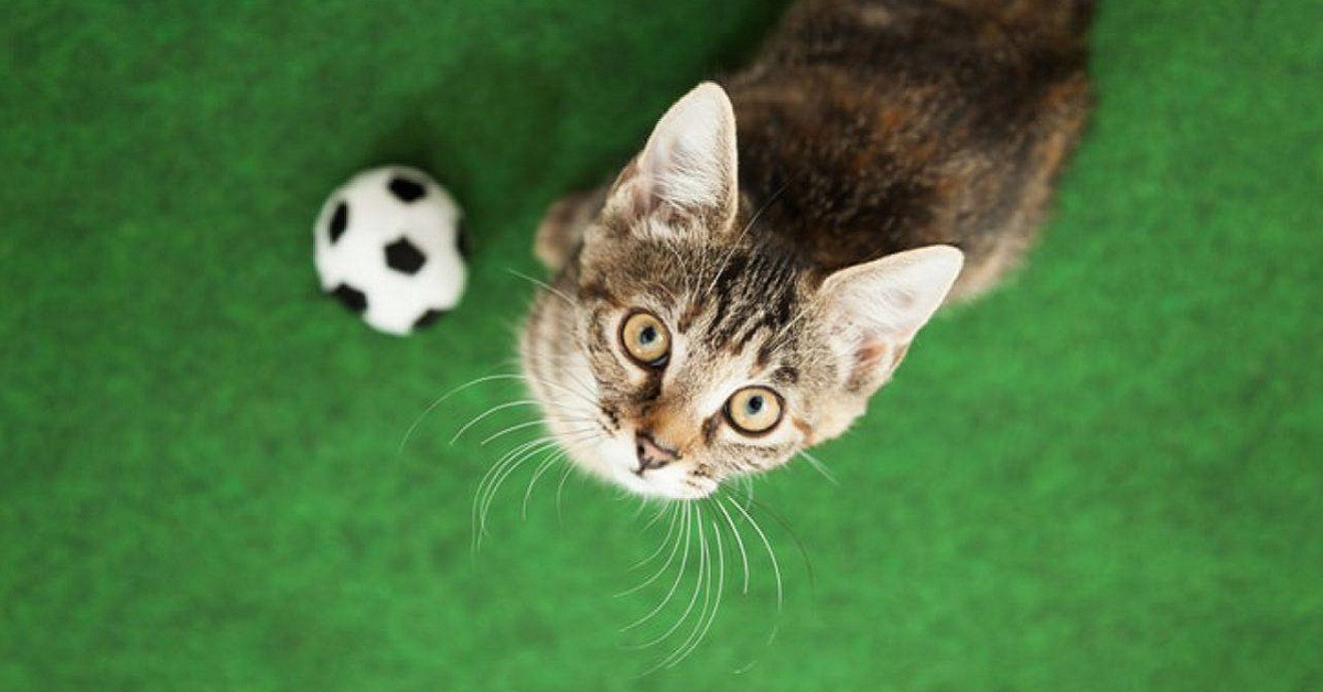 gatto con palla da calcio