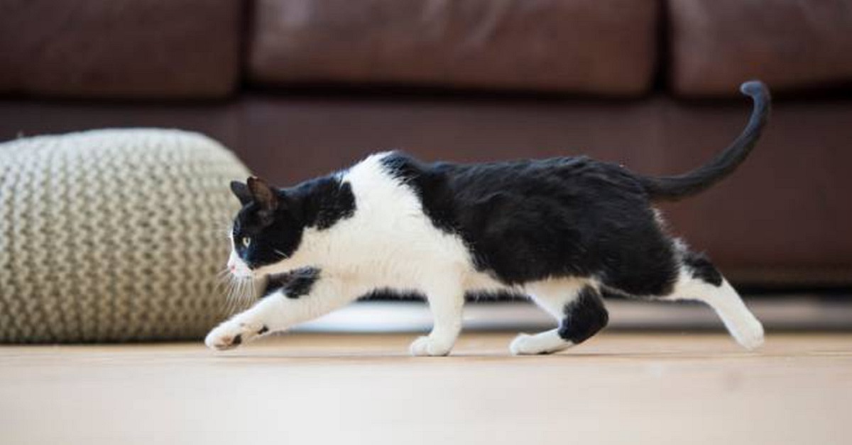 gatto in posizione di attacco