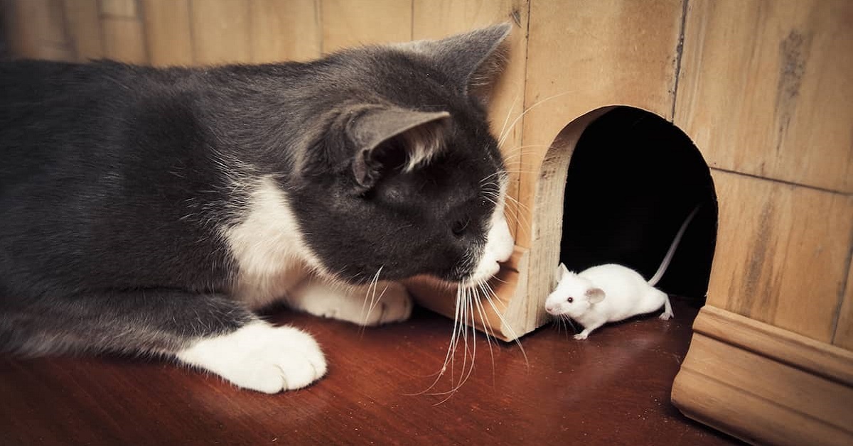 gatto e topo