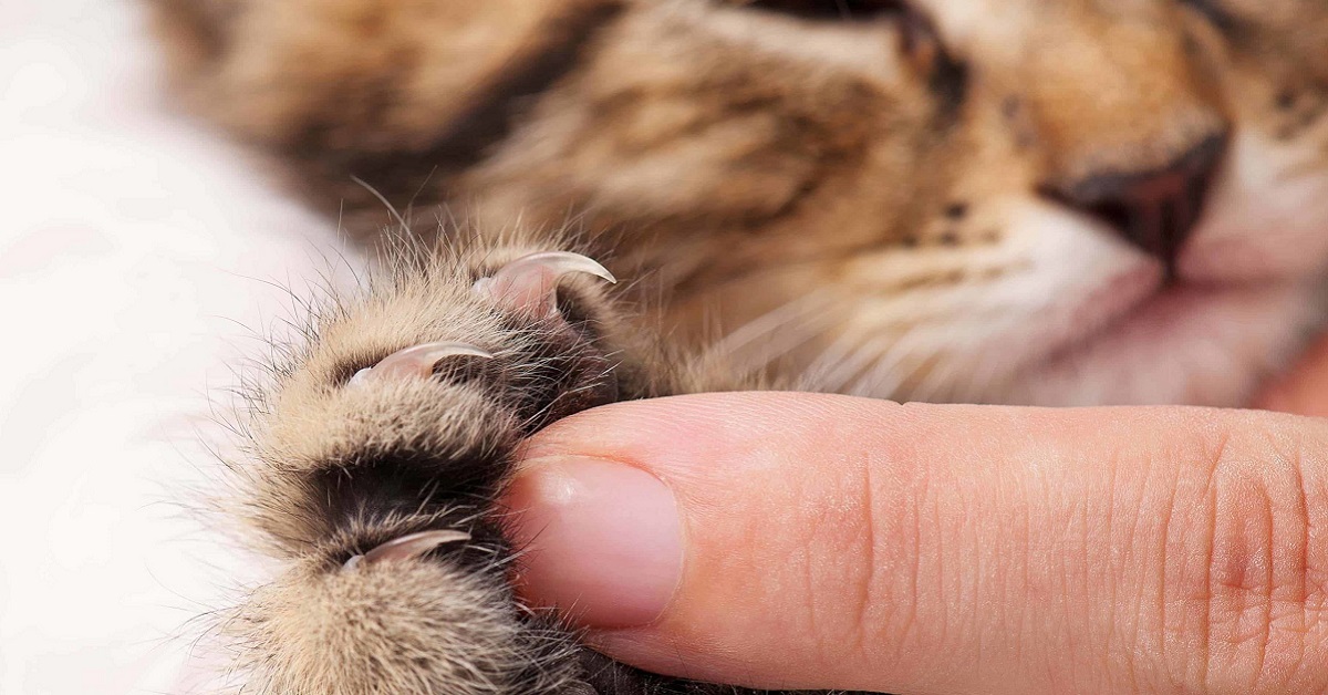 Il gatto porta animali morti in regalo: che cosa ci vuole dire con questo gesto?