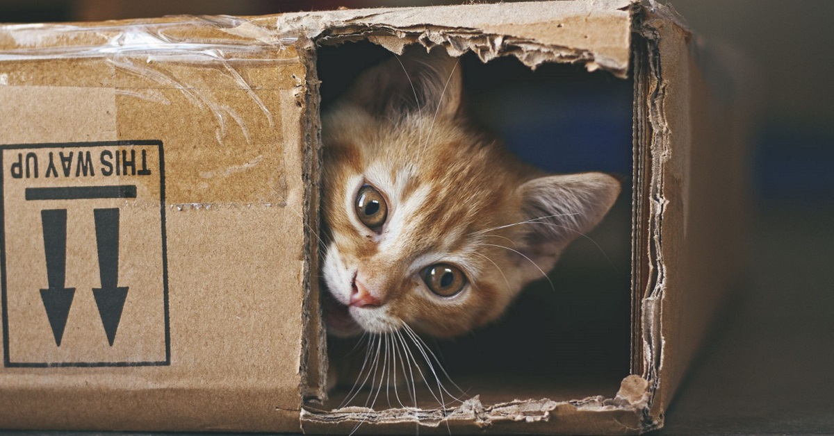 gattino in una scatola