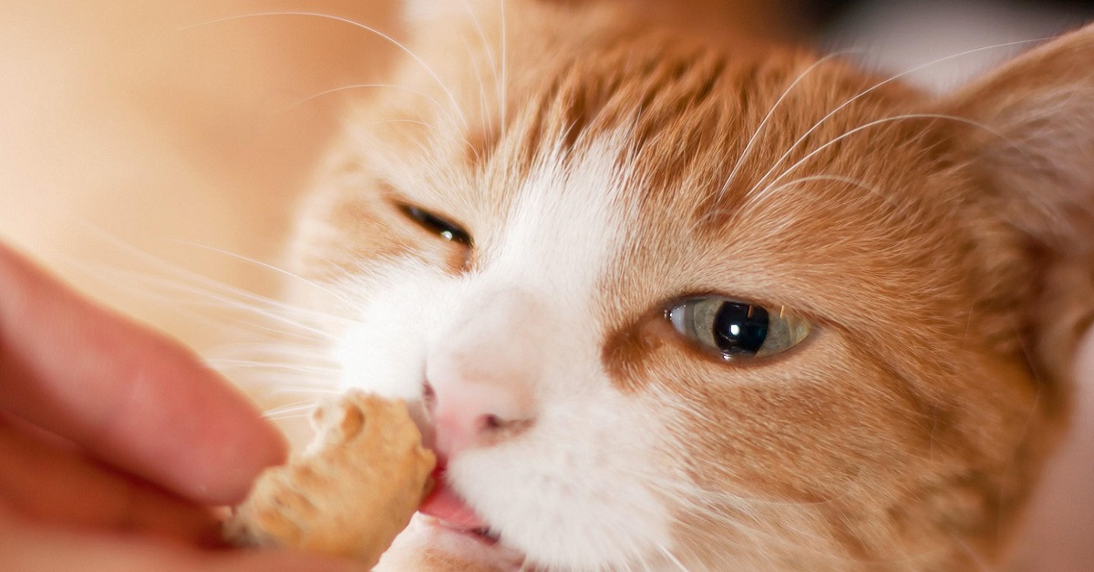 gatto lecca biscotto
