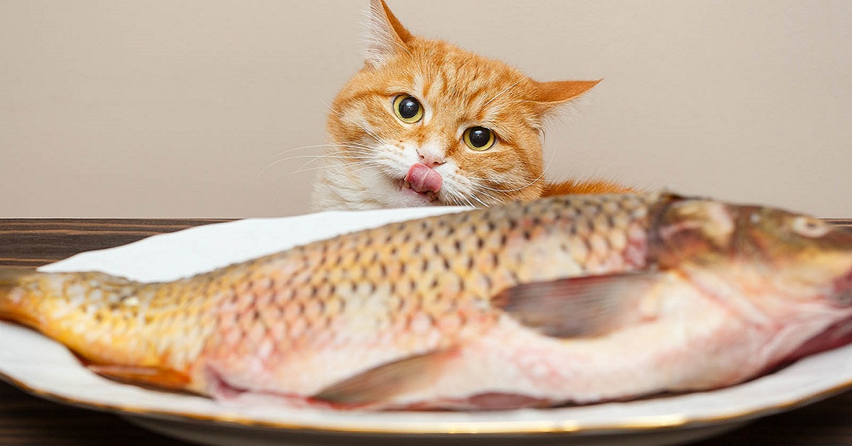 gatto vuole mangiare il pesce