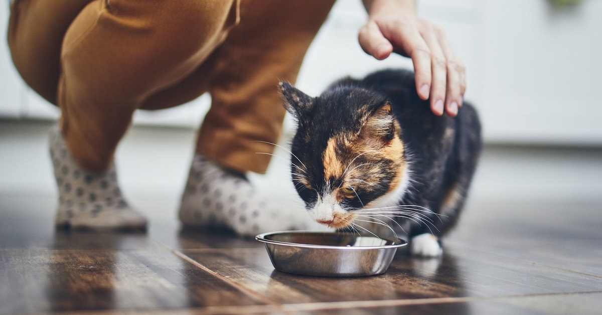 Il gatto può mangiare il tonno in scatola o è dannoso?