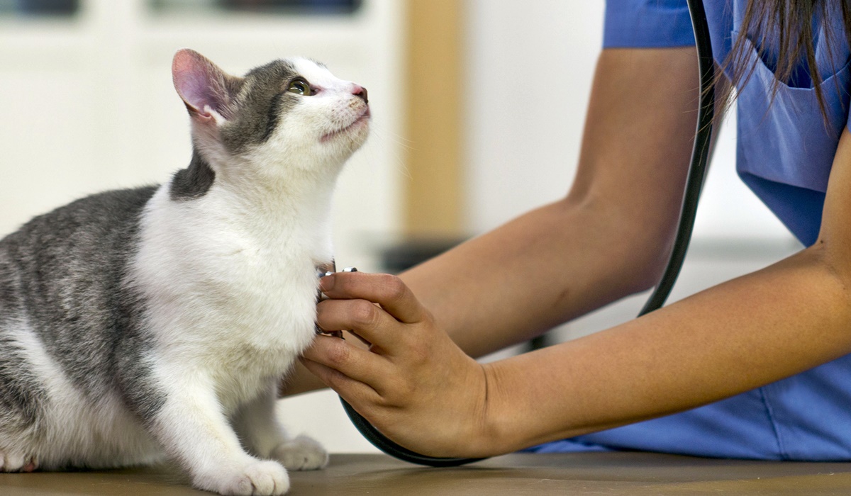 gatto dal veterinario