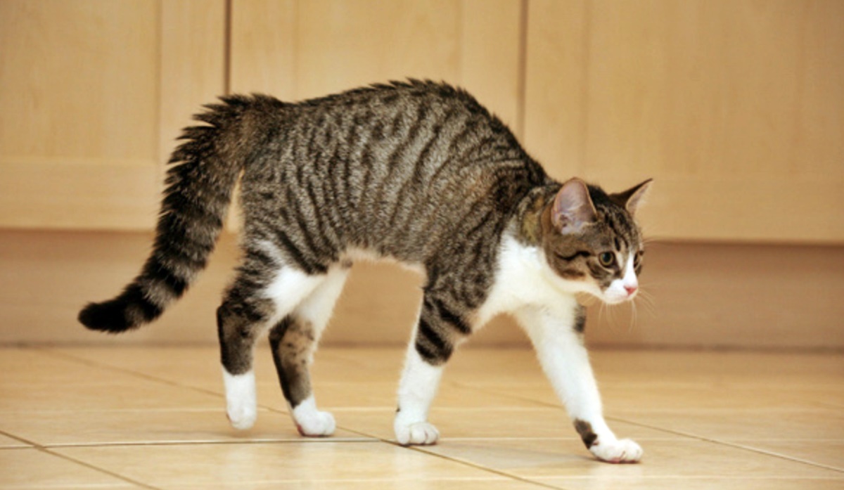 gatto con il pelo dritto sulla schiena