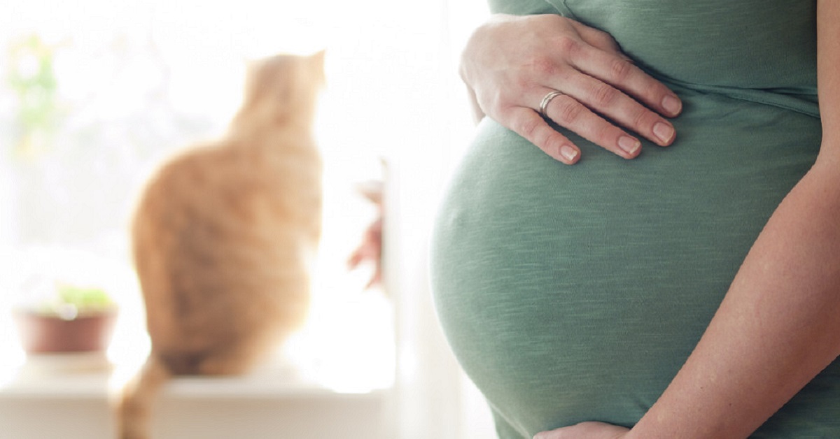 gatto alla finestra e donna incinta