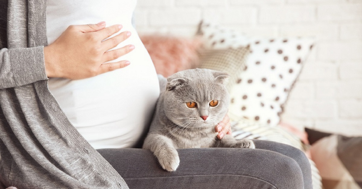 Il gatto sente la gravidanza prima degli esseri umani?