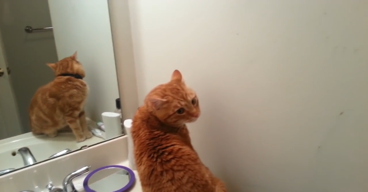 Gatto si blocca davanti allo specchio del bagno (VIDEO)