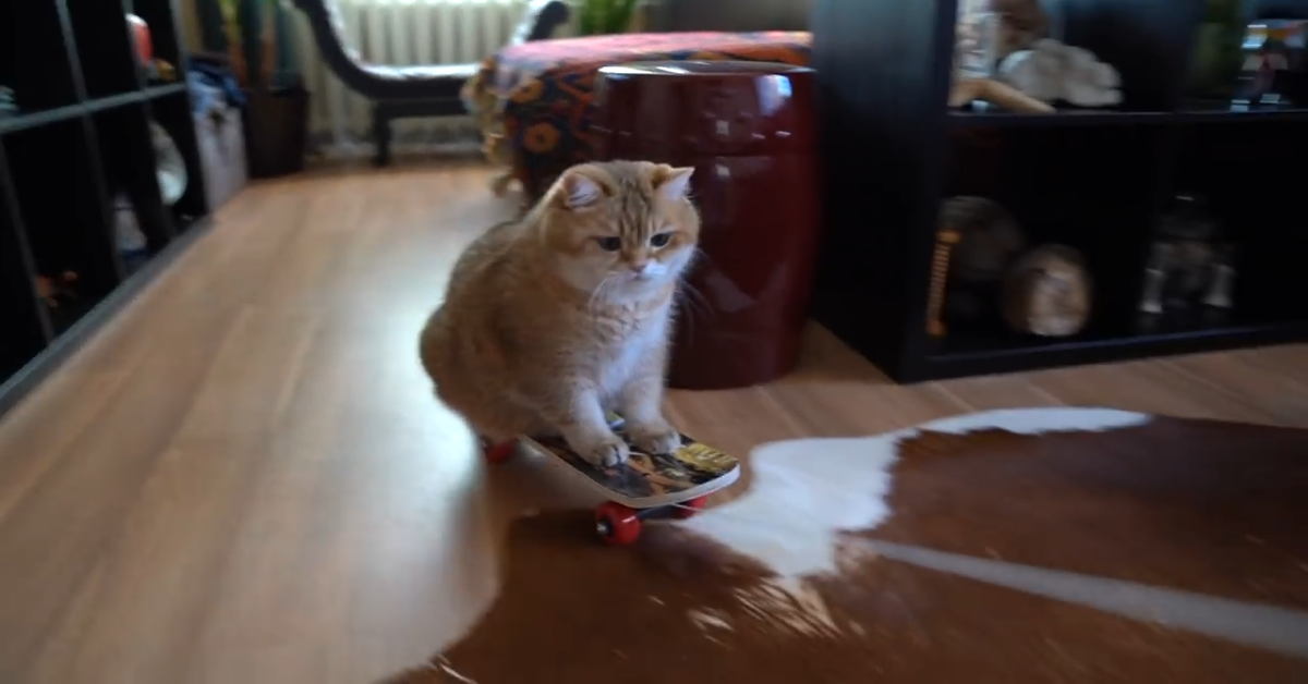Gatto si fa trascinare su uno skateboard dal padrone (VIDEO)