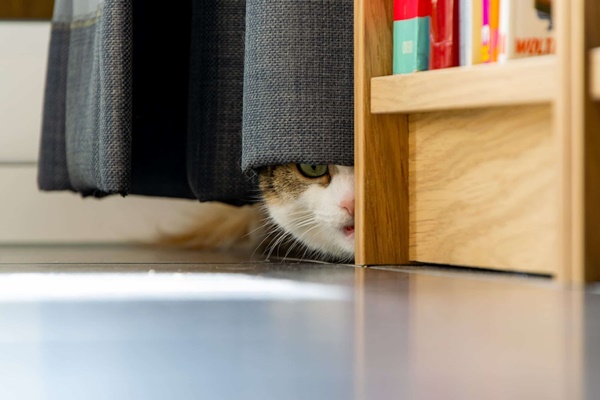 gatto si nasconde dietro una tenda