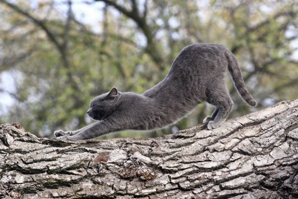 gatto su un albero