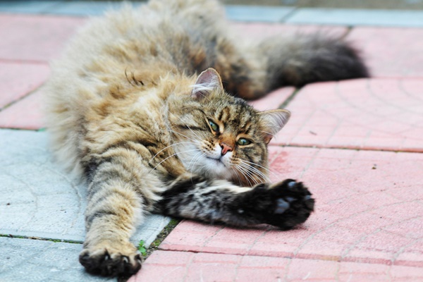 gatto a pelo lungo che dorme