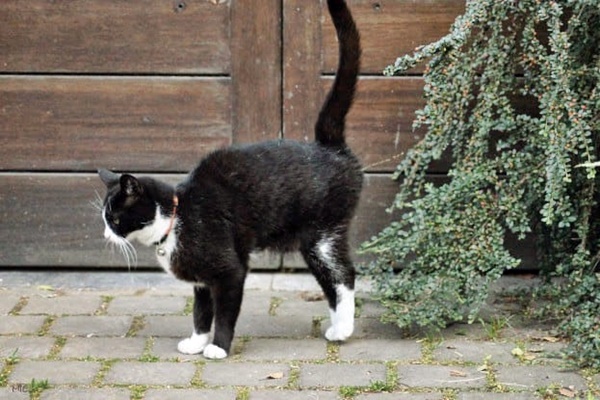 gatto marca il territorio