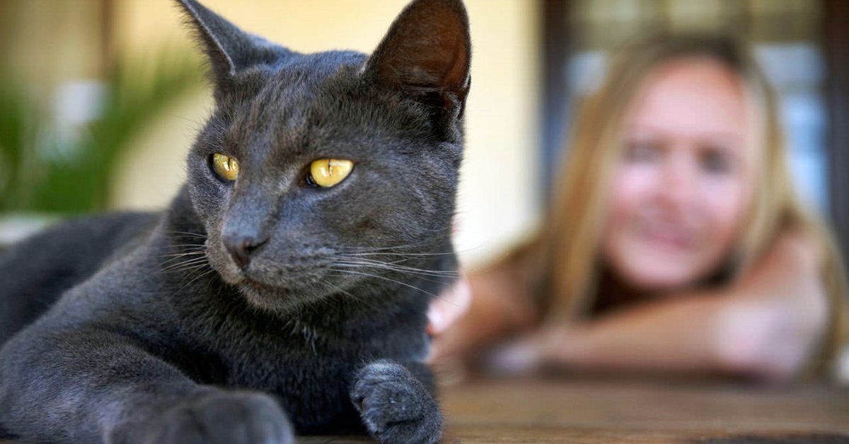 Perché il gatto spruzza urina e come si fa a evitare che lo faccia?