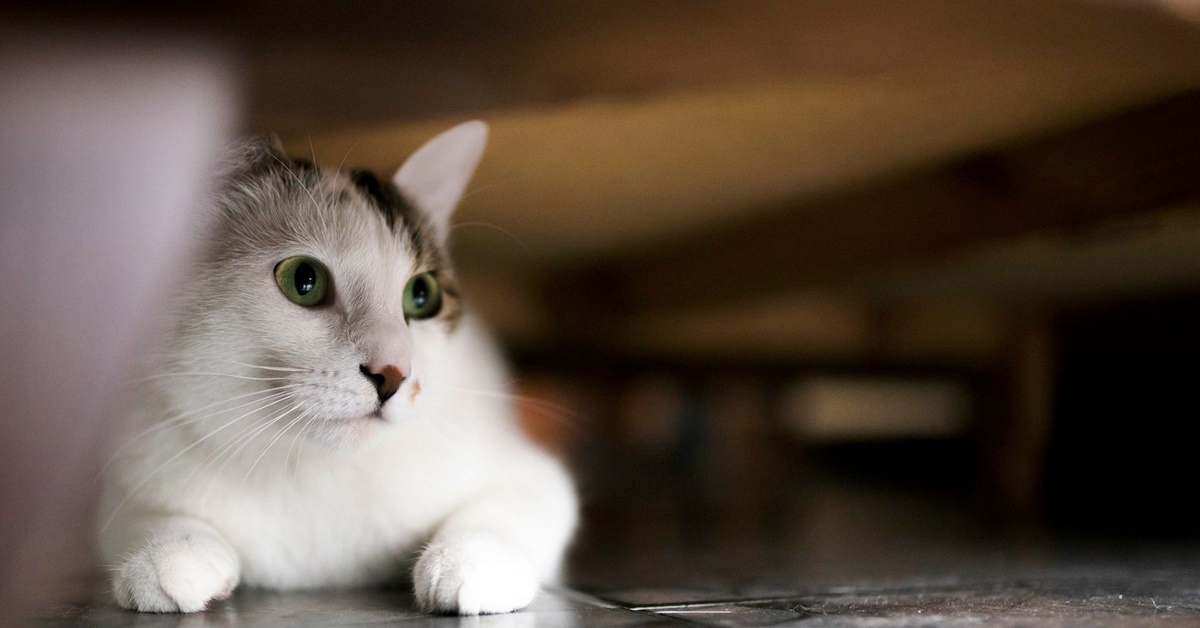 Gatto terrorizzato dal temporale: che cosa bisogna sapere e cosa fare per aiutarlo