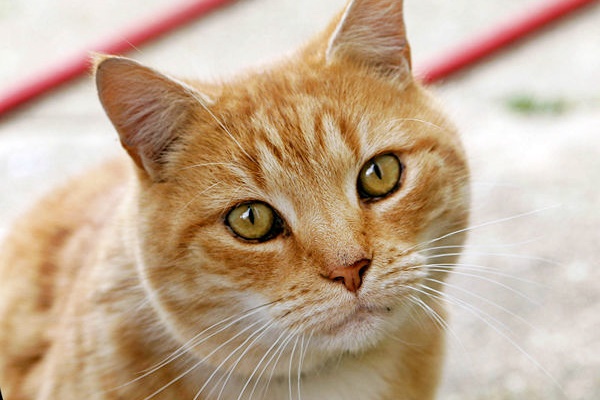 sguardo dolce del gatto