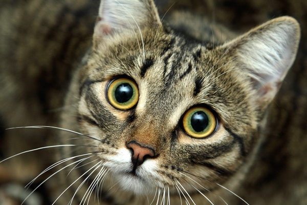 gatto con le pupille dilatate