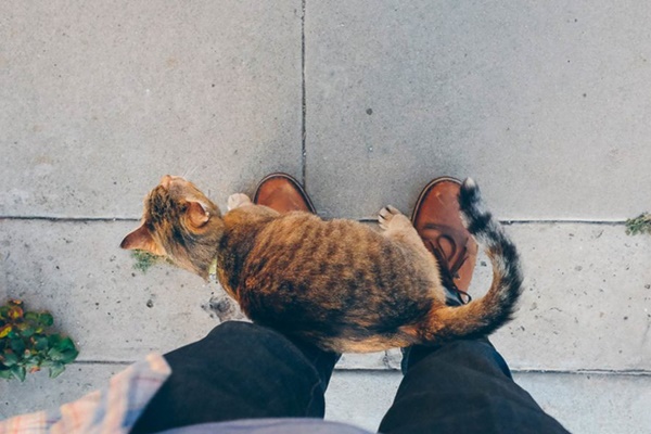 gatto fa le fusa al padroncino