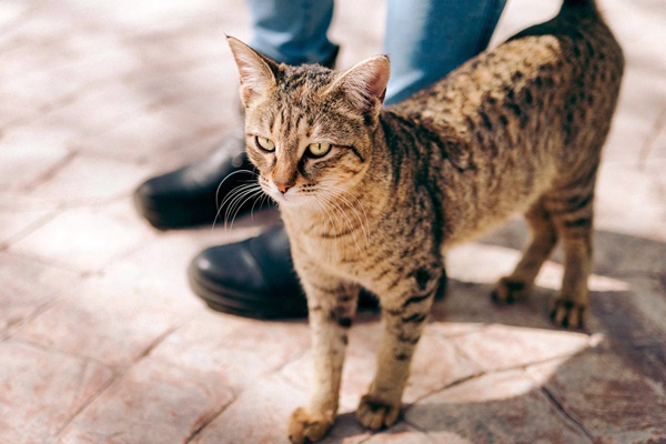 gatto con la faccia antipatica