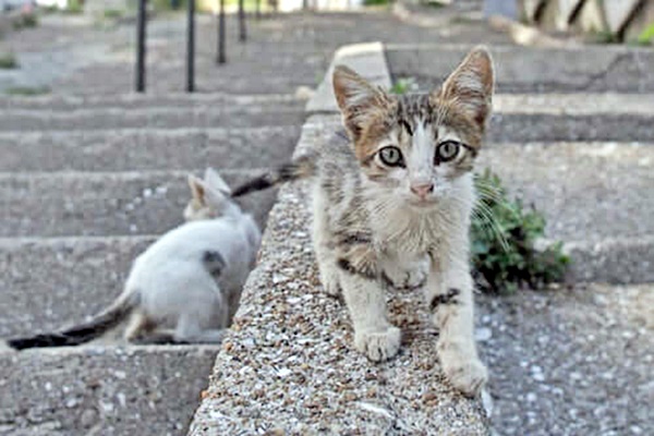 gattini randagi che vivono in strada