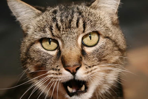 gatto tigrato con gli occhi gialli