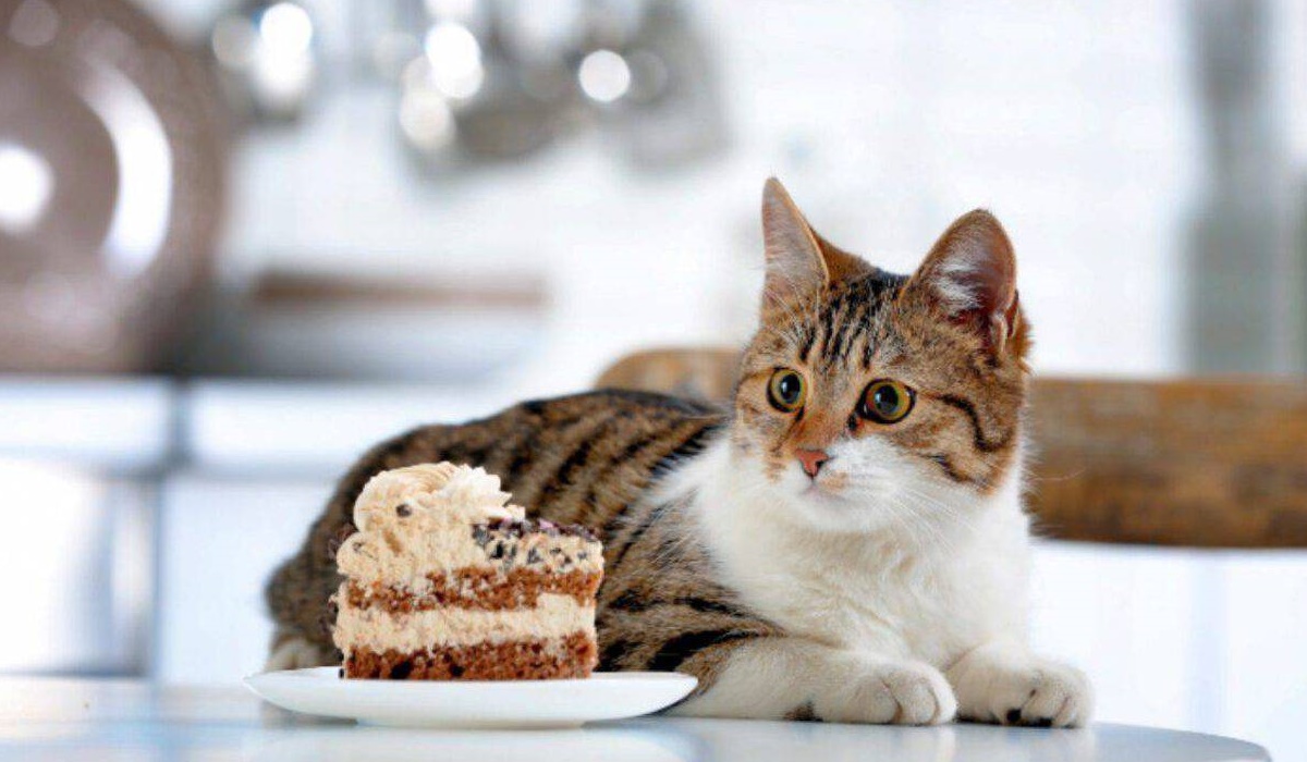 gatto con una fetta di torta