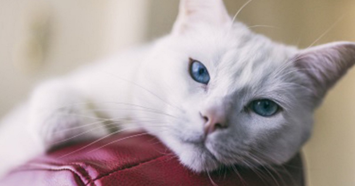 gatto bianco su bracciolo del divano