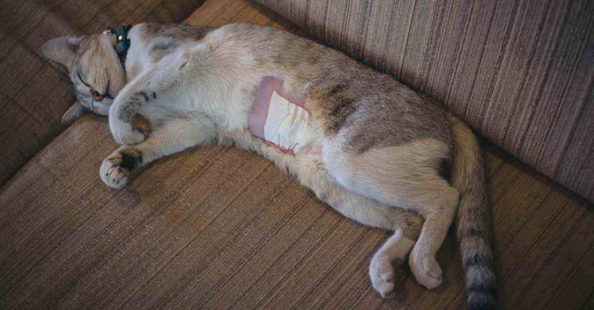 gatto con punti di sutura