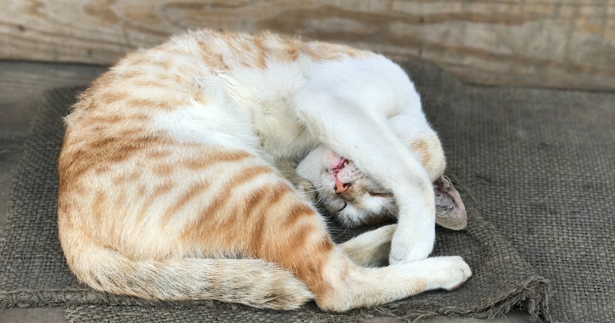 Perché i gatti nascondono la testa