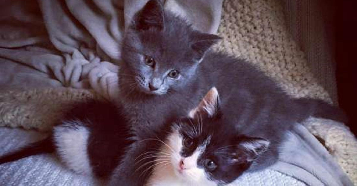 Grazie alla loro unione, i gattini orfani Bane e Ines sono finalmente felici (FOTO)