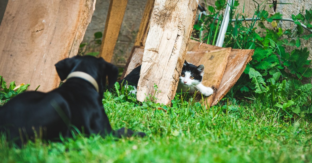 gattino e cane