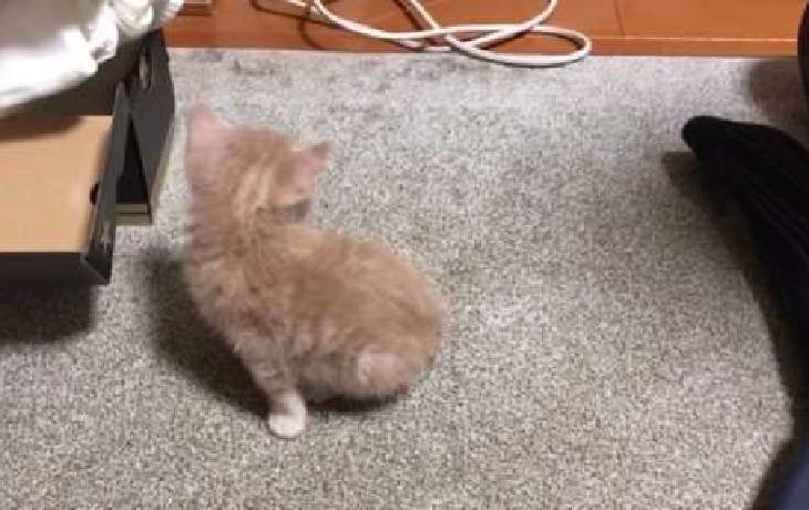 hinoki gattino poggiato tappetino