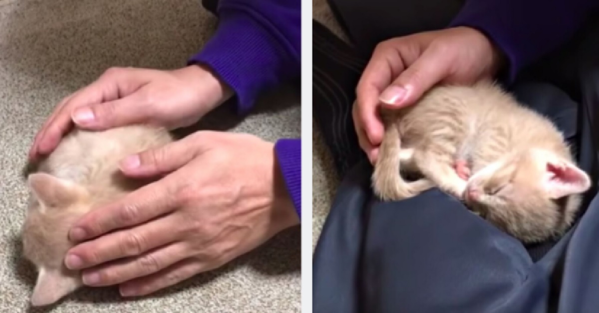 Hinoki, il gattino testardo che vuole dormire fra le braccia del papà (VIDEO)