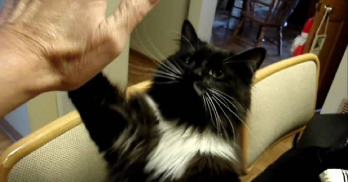 Hoote, l’anziano gatto che impara alcuni trucchi dalla mamma (VIDEO)