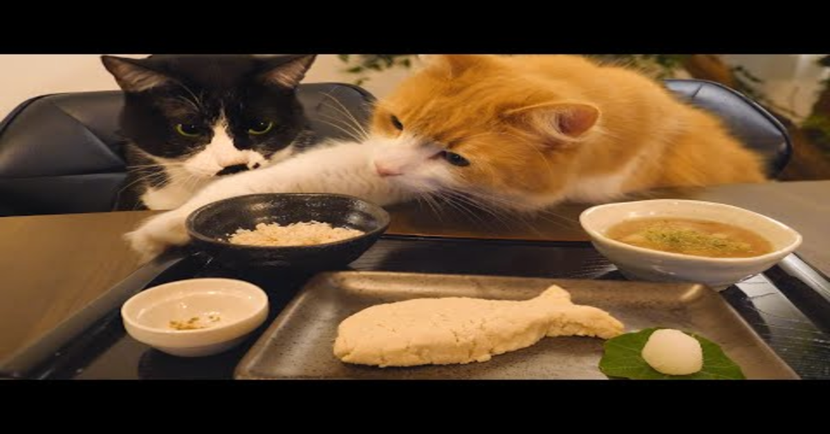 Cucina giapponese per i mici Poki e Haku (VIDEO)