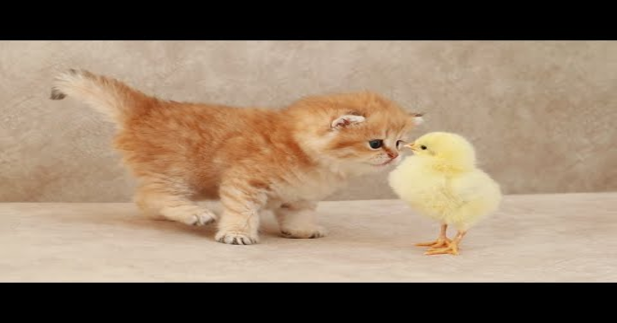 Gattino conosce un pulcino per la prima volta (VIDEO)