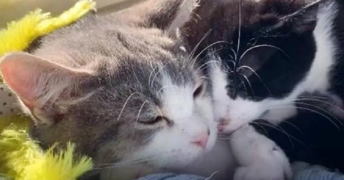 I gattini randagi Octav e Romus, dopo il loro salvataggio, cercano una nuova casa (FOTO)