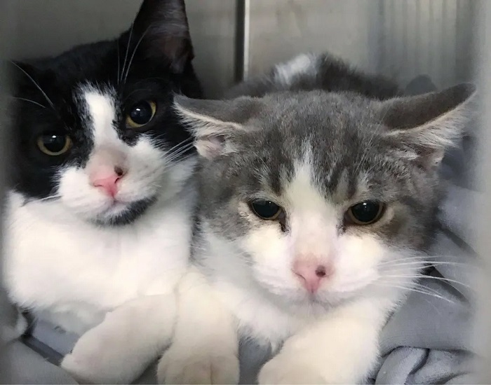 gattini fratelli foto