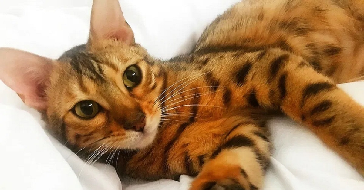 Il gattino Amber scopre come aprire il rubinetto ed allaga la casa (VIDEO)