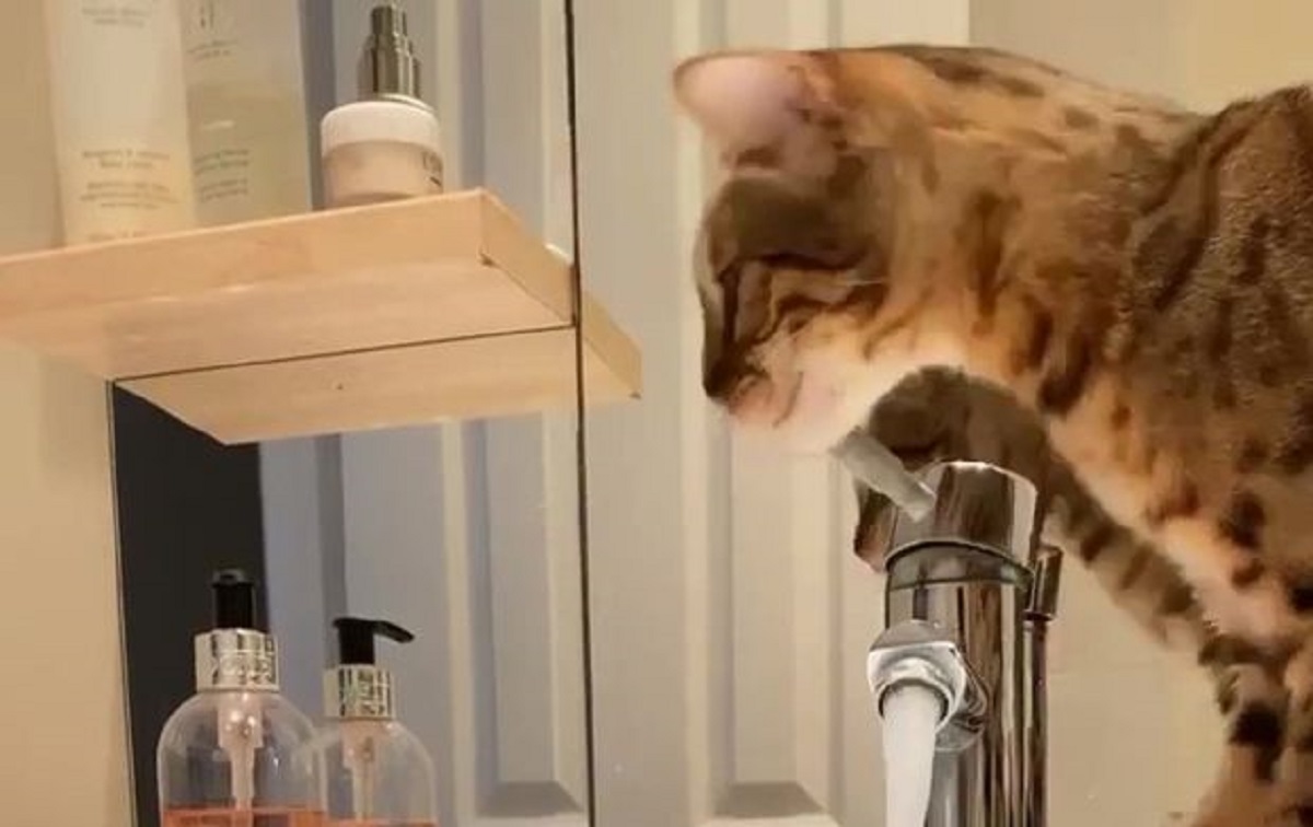 gatto apre acqua